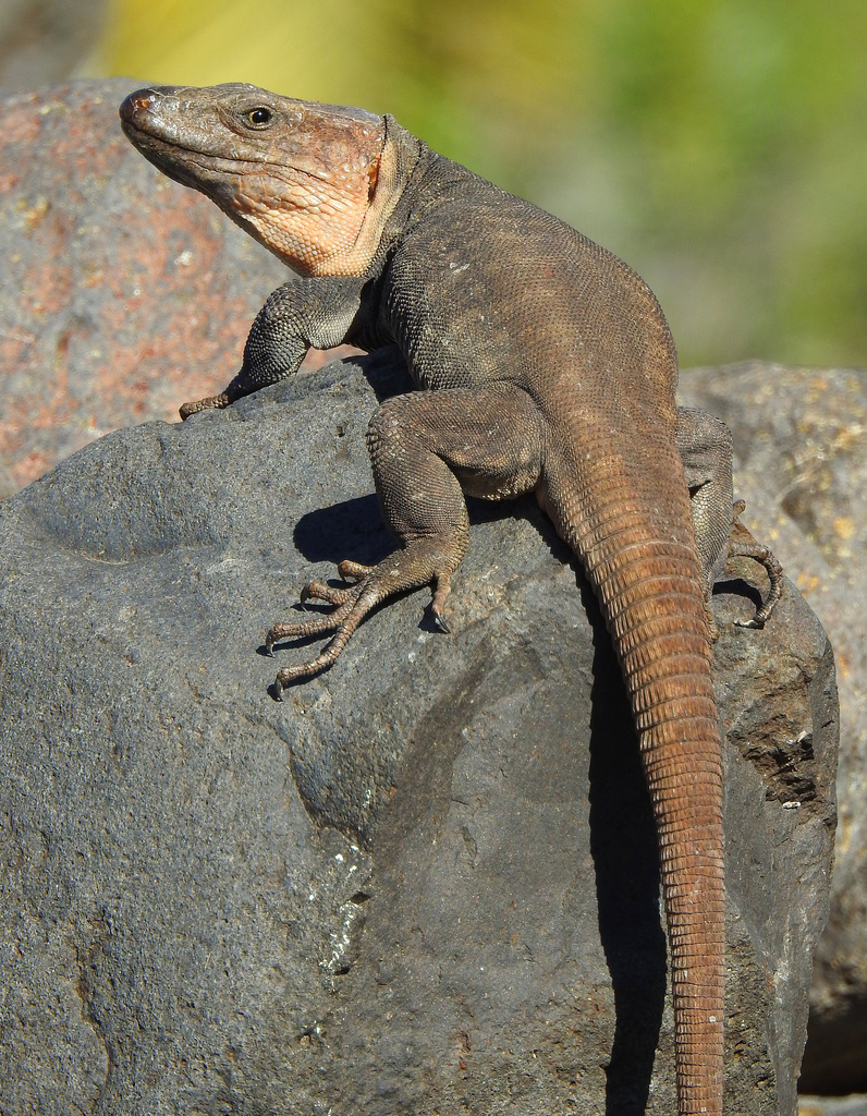 Canarian Lizards