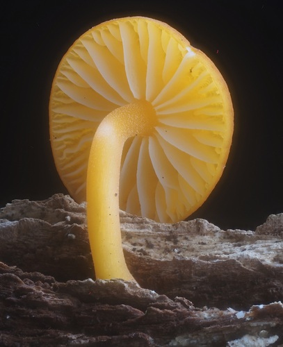 Cyptotrama borbonica