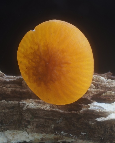 Cyptotrama borbonica