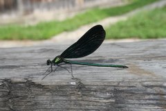 Calopteryx japonica