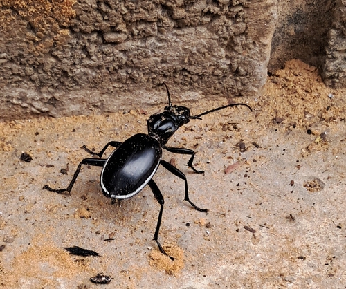 Anthia cinctipennis