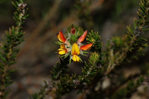 Dense Phyllota (Phyllota squarrosa)