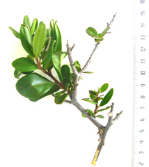 Diospyros dichrophylla