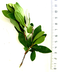 Diospyros dichrophylla
