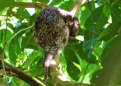 Coendou speratus