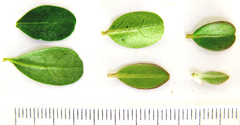 Diospyros dichrophylla