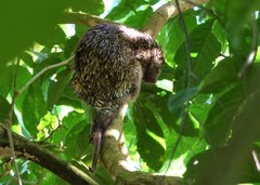 Coendou speratus