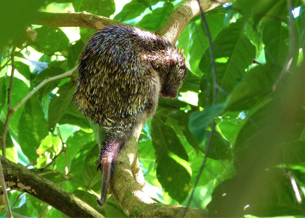 Hope Porcupine