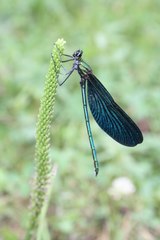 Calopteryx japonica