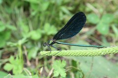 Calopteryx japonica