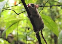 Marmosa murina