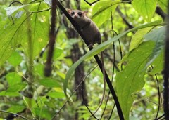 Marmosa murina