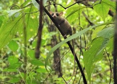 Marmosa murina