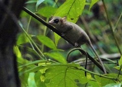 Marmosa murina