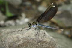 Calopteryx japonica