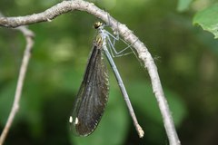 Calopteryx japonica