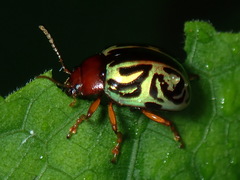 Zygogramma curvatolineata