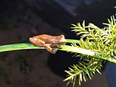 Dendropsophus werneri