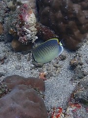 Chaetodon guttatissimus