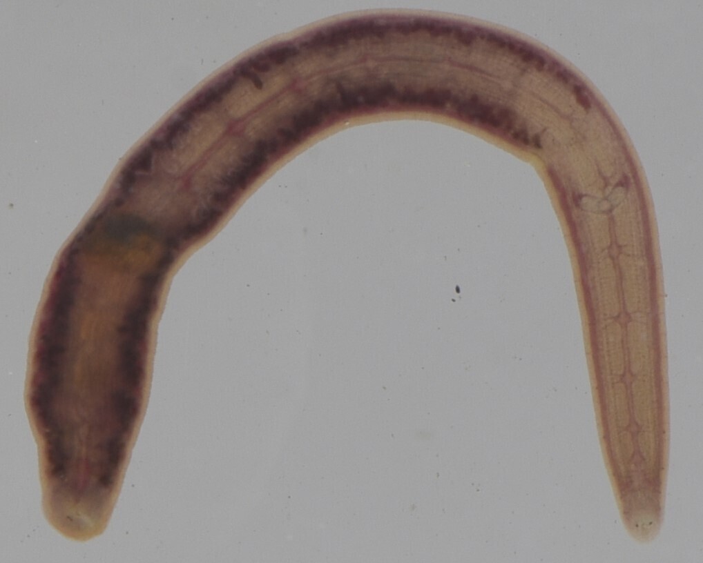 Salifa