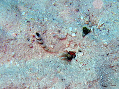 Amblyeleotris steinitzi