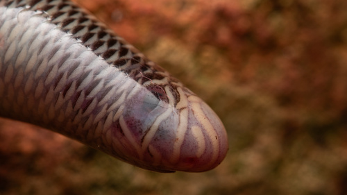 Blackish Blind Snake sighting
