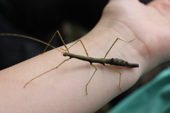 Bacillidae