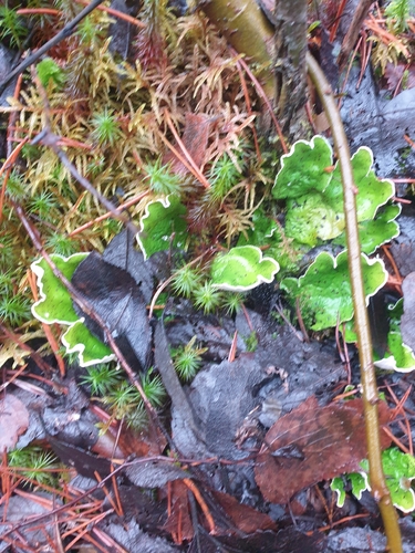 freckled pelt lichen