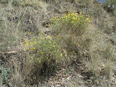 Genista umbellata