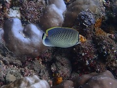 Chaetodon guttatissimus