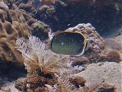 Chaetodon guttatissimus