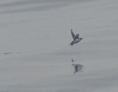 Synthliboramphus hypoleucus