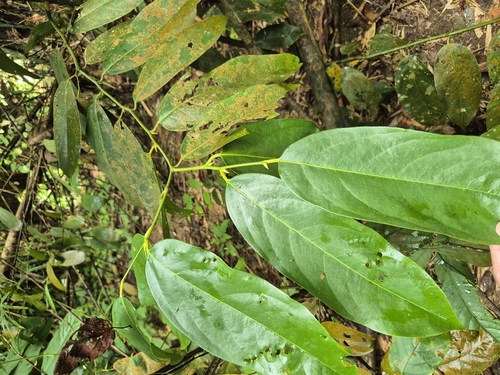 Xanthophyllum vitellinum observed 2025-09-10