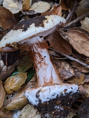 Cortinarius adonis