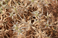 Eryngium campestre