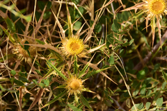 Carlina brachylepis