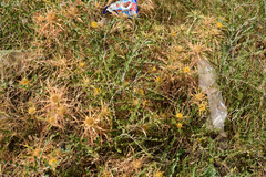 Carlina brachylepis