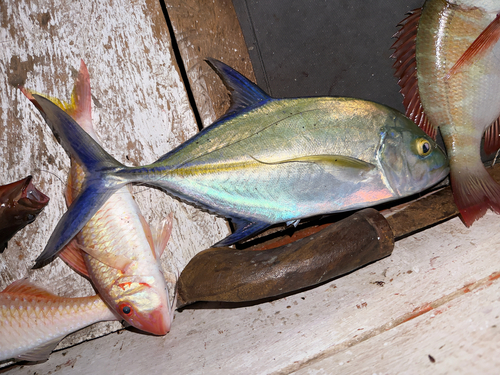 Caranx melampygus