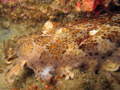 Orectolobus halei