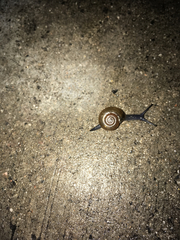 Oxychilus draparnaudi