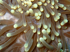 Ancylomenes sarasvati