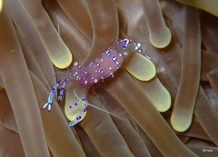 Ancylomenes sarasvati