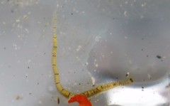 Odontosyllis phosphorea