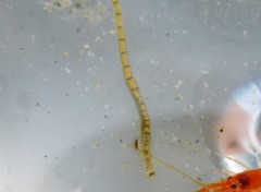 Odontosyllis phosphorea