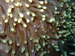 Ancylomenes sarasvati