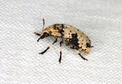 Euparius didymus