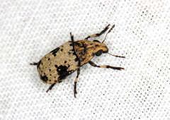 Euparius didymus