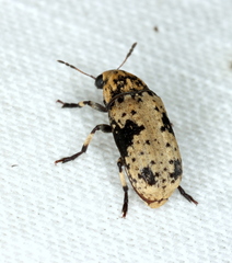 Euparius didymus