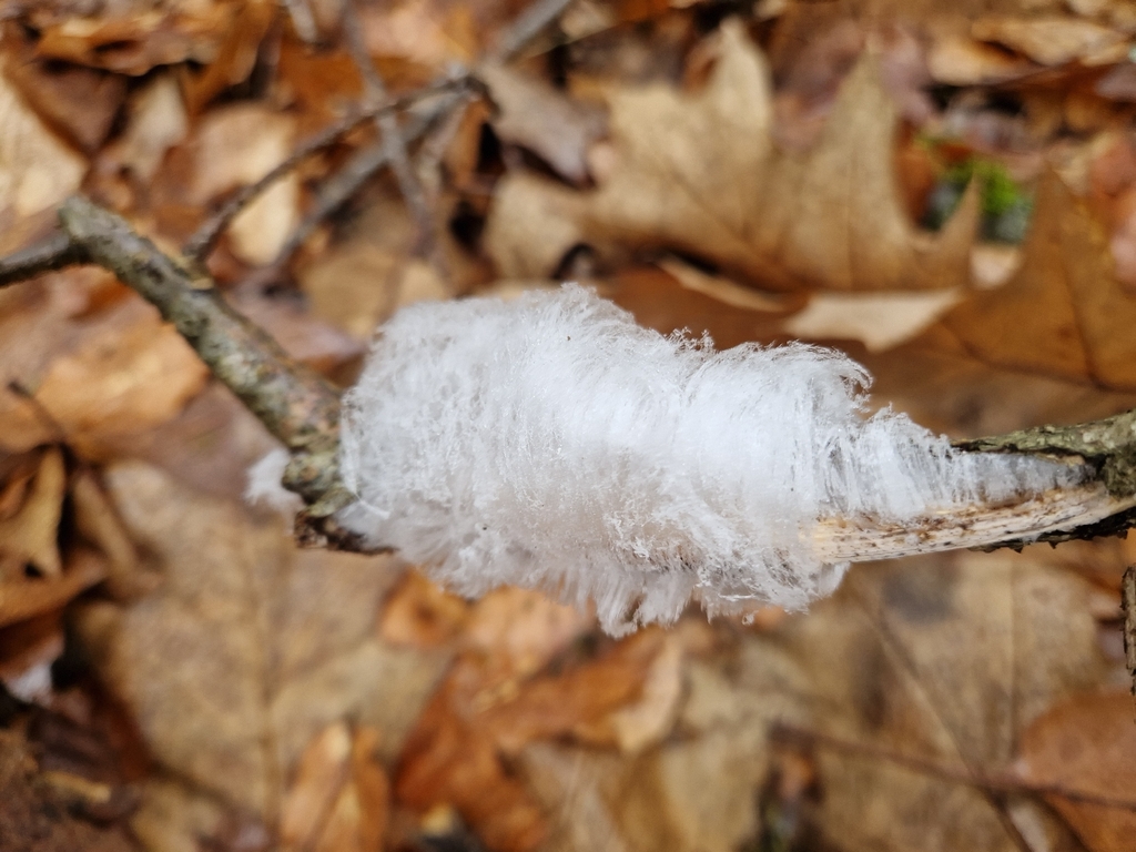 Exidiopsis effusa · December 2025 · photo: © joerg1911 (iNaturalist, cc-by)