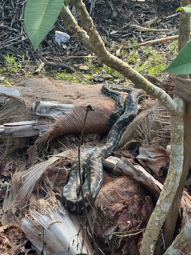 Coastal Carpet Python sighting